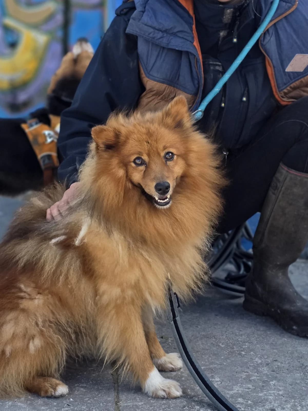 Roxy, male 6yo Mixed Breed for adoption at Agir Pour La Vie Animale, France