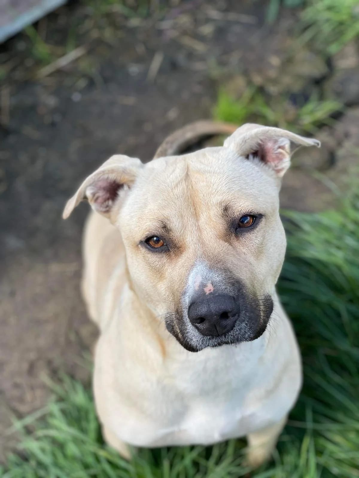 Savana, female 4yo Mixed Breed for adoption at Agir Pour La Vie Animale, France