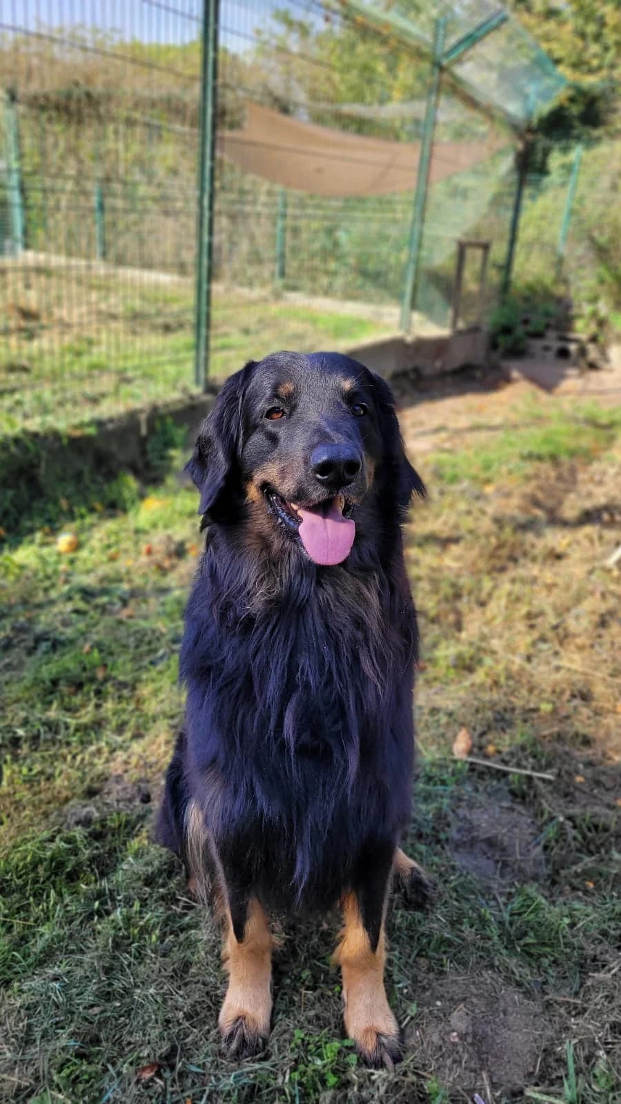 Scrabble, 5yo mixed breed for adoption at Agir Pour La Vie Animale, France