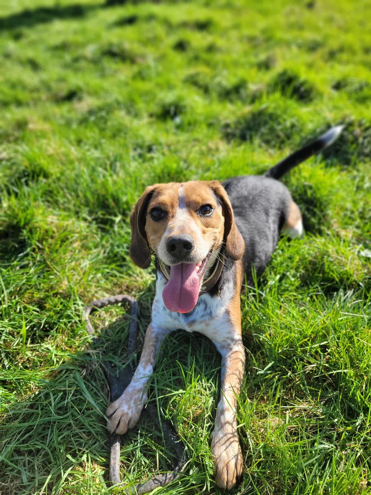 Shiva, male 4yo Beagle for adoption at Agir Pour La Vie Animale, France