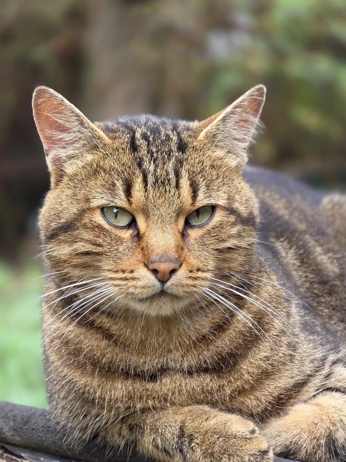 Simba, 4yo European Shorthair for adoption at Agir Pour La Vie Animale, France