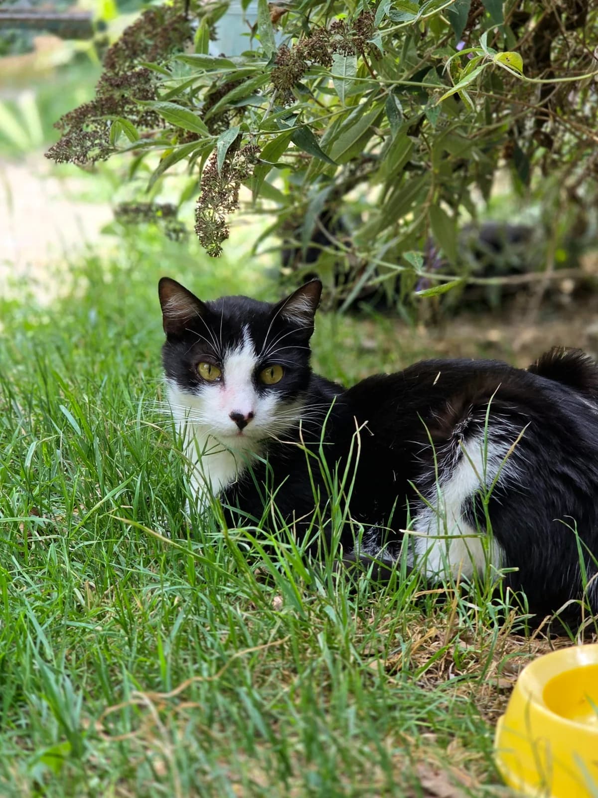 SPIKOU, 3yo European Shorthair for adoption at Agir Pour La Vie Animale, France