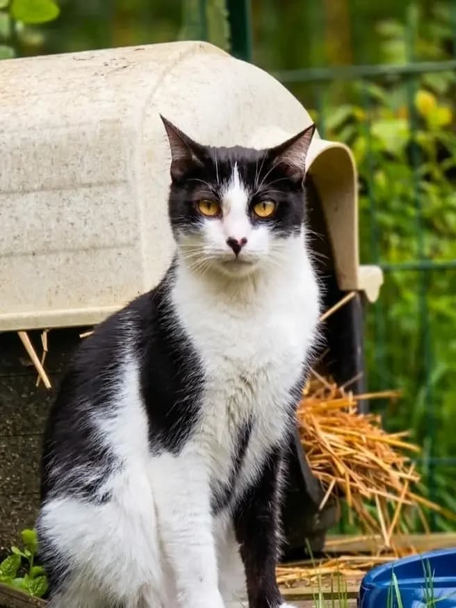 SPIKOU, male 3yo European Shorthair for adoption at AVA Refuge — Agir pour la Vie Animale