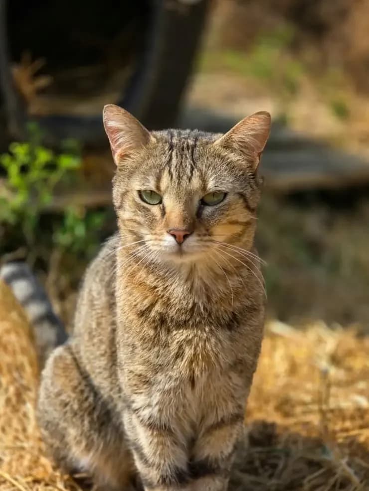 SPOOKY, male 3yo European Shorthair for adoption at AVA Refuge — Agir pour la Vie Animale
