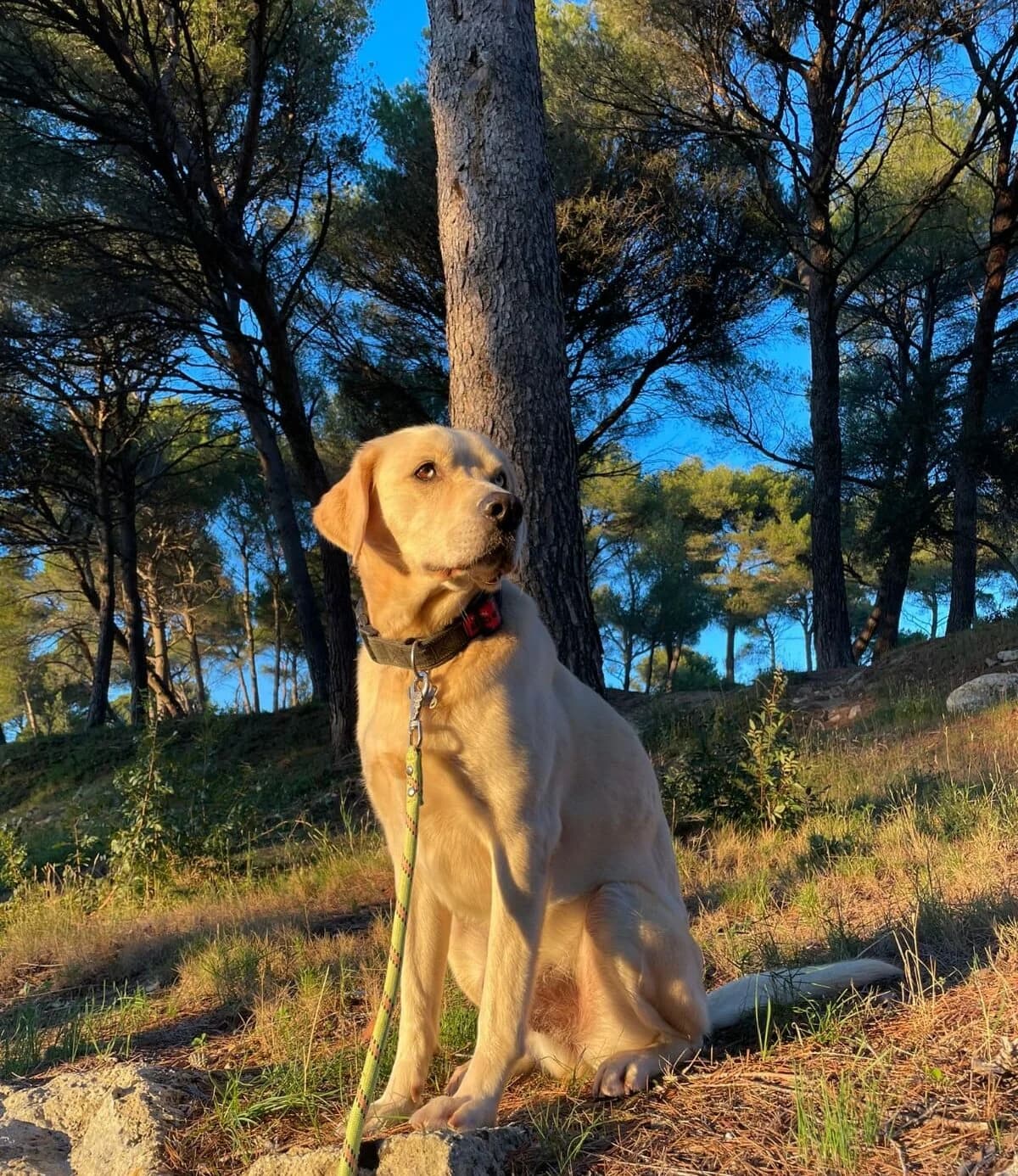 Spyke, male senior Labrador Retriever for adoption at Agir Pour La Vie Animale, France