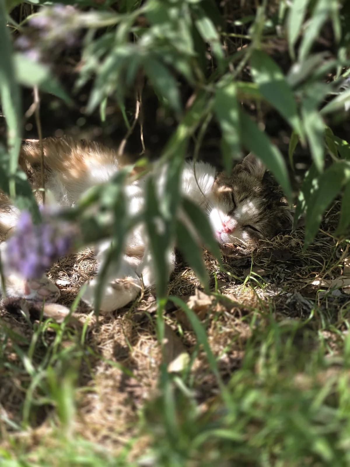 Tout Petit, female senior European Shorthair for adoption at Agir Pour La Vie Animale, France