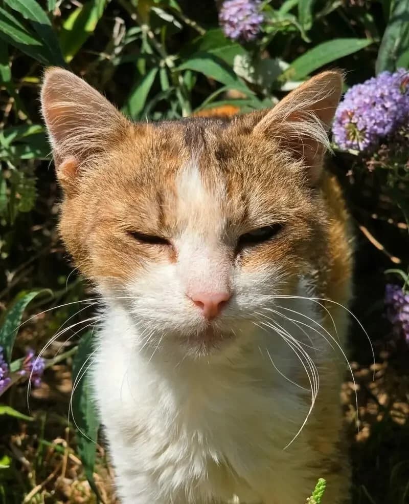 Tout Petit, female senior European Shorthair for adoption at Agir Pour La Vie Animale, France