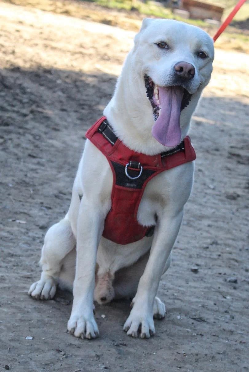 Trésor, male 3yo Husky for adoption at Agir Pour La Vie Animale, France