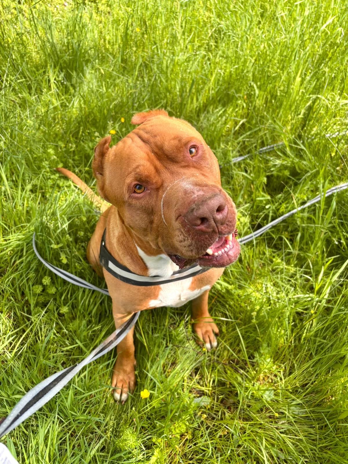 Tyson (non catégorisé), male 3yo mixed breed for adoption at Agir Pour La Vie Animale, France