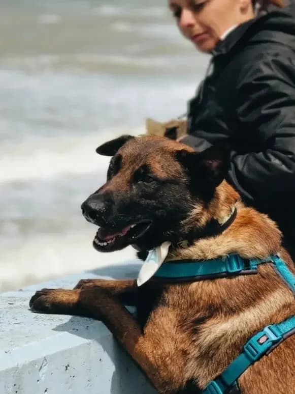 Vague, male puppy Belgian Malinois for adoption at Agir Pour La Vie Animale, France