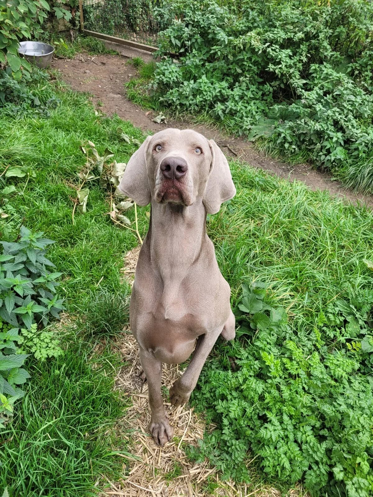 Verlaine, male young Weimaraner for adoption at Agir Pour La Vie Animale, France