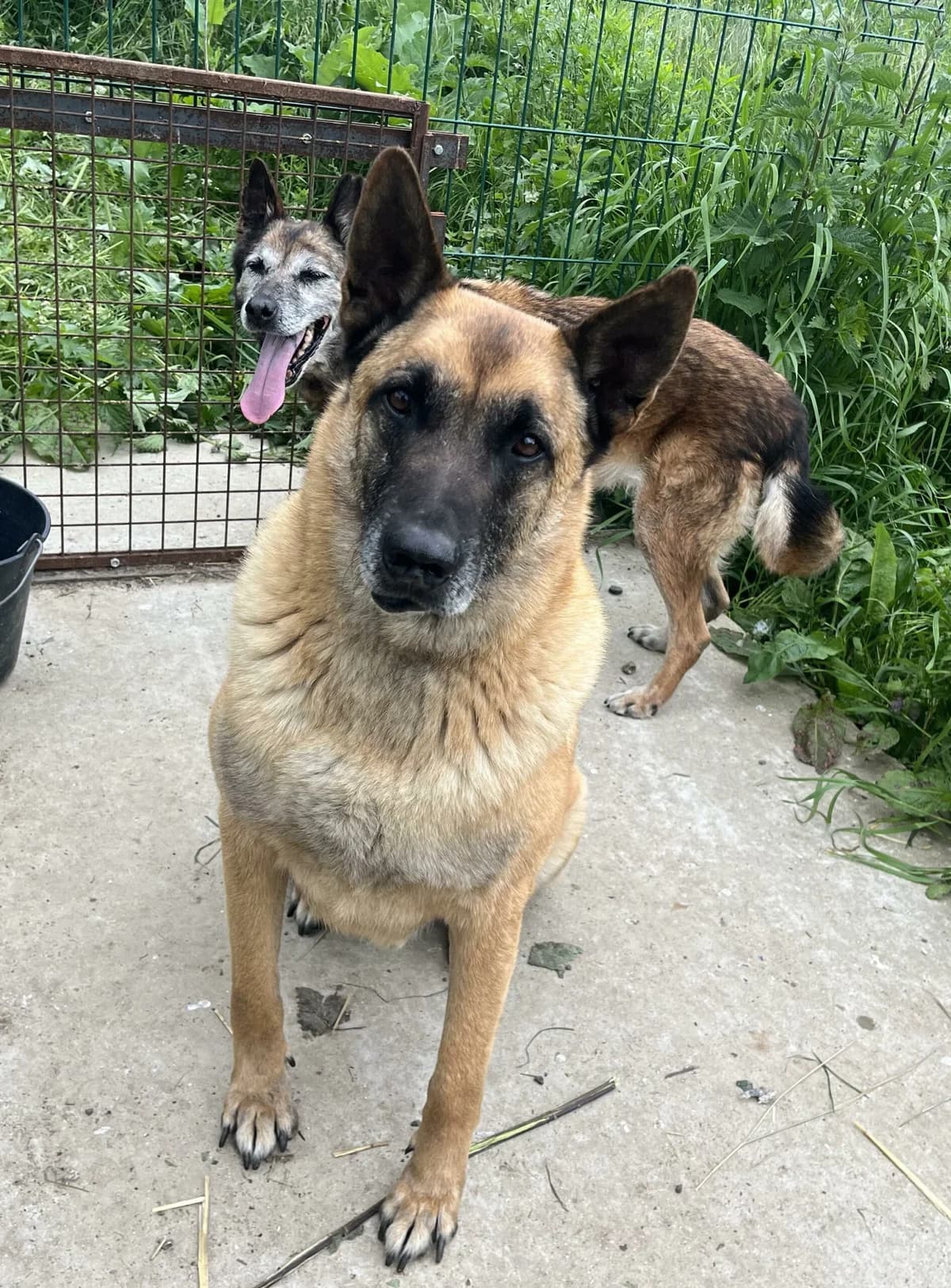 Winston, Belgian Malinois for adoption at Agir Pour La Vie Animale, France