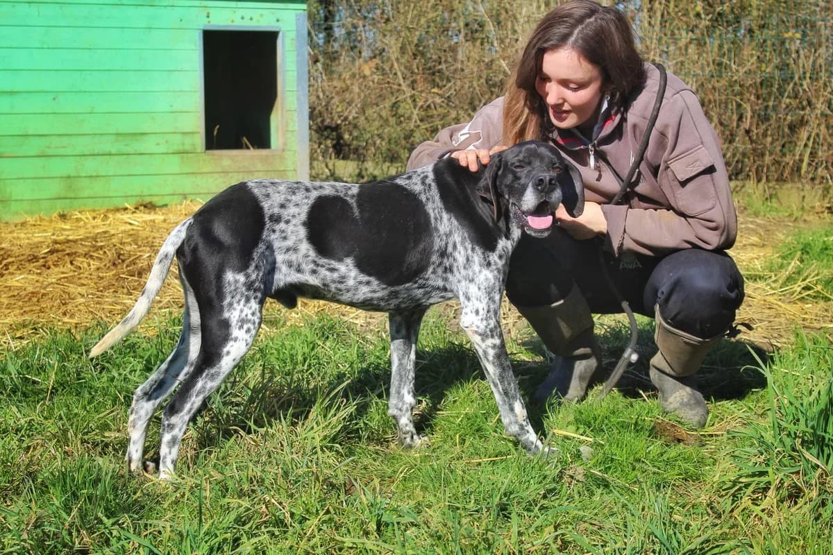 Wish, male 6yo Pointer for adoption at Agir Pour La Vie Animale, France