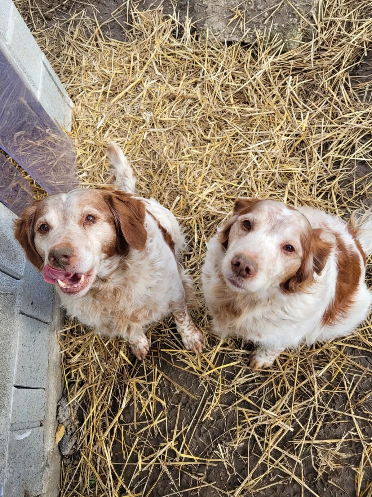Zig et Zag, senior Brittany Spaniel for adoption at Agir Pour La Vie Animale, France