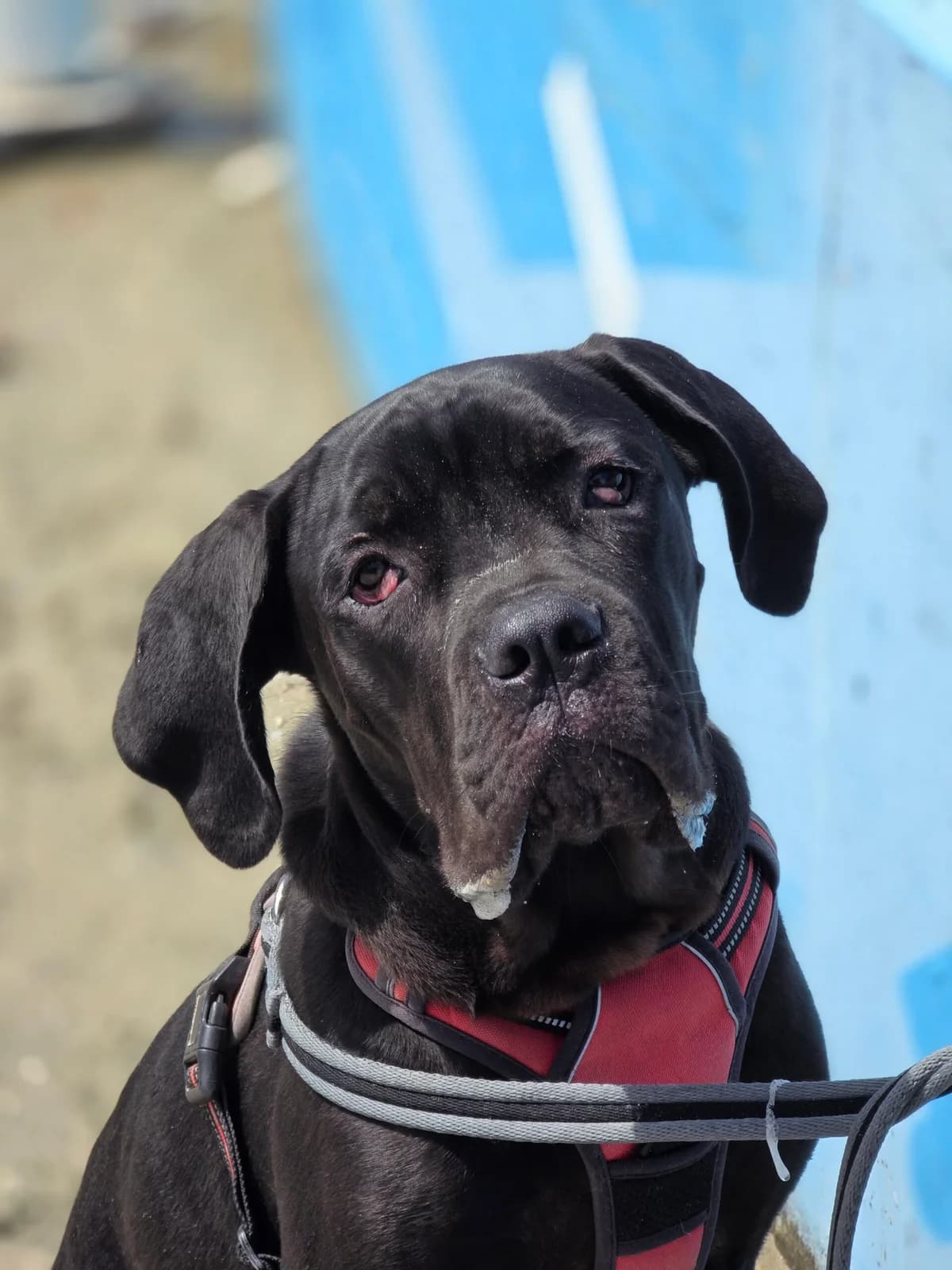 Zorg, puppy Cane Corso for adoption at Agir Pour La Vie Animale, France