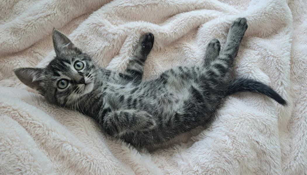 Barney, chaton doux et attendrissant, male puppy Mixed Breed for adoption at AidAnimaux33, Bordeaux