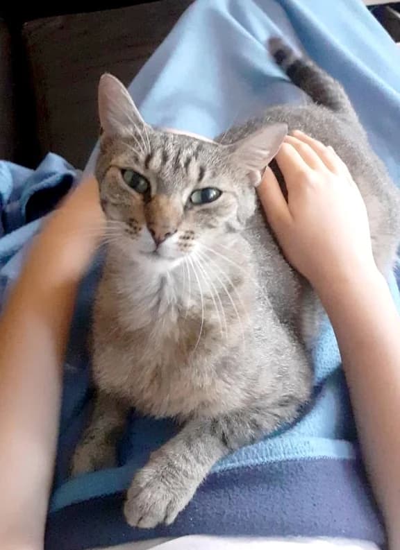 Perle, un amour de jeune chatte, female young Mixed Breed for adoption at AidAnimaux33, Bordeaux