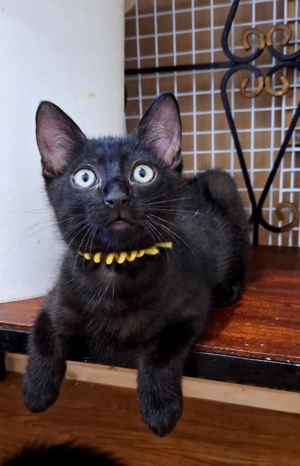 Biscuit, chaton joueur à croquer, male puppy Mixed Breed for adoption at AidAnimaux33, Bordeaux