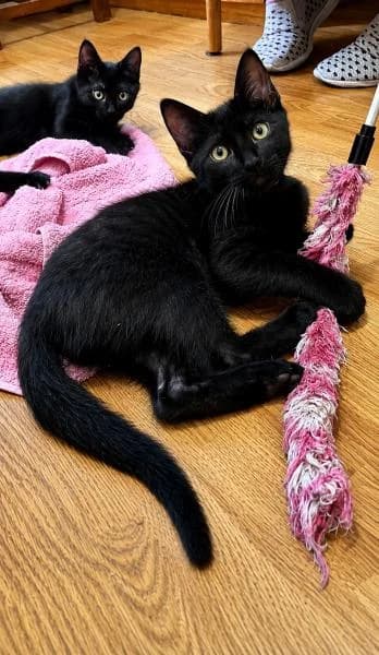 Bijou, adorable petit filou, male puppy Mixed Breed for adoption at AidAnimaux33, Bordeaux