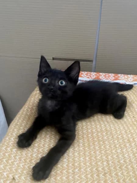 Blaise, très à l’, male puppy Mixed Breed for adoption at AidAnimaux33, Bordeaux