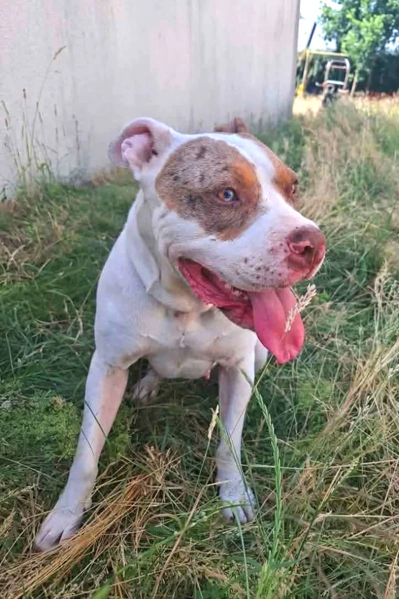 Leya, female 3yo Mixed Breed for adoption at Aid Animaux 44, Châteaubriant