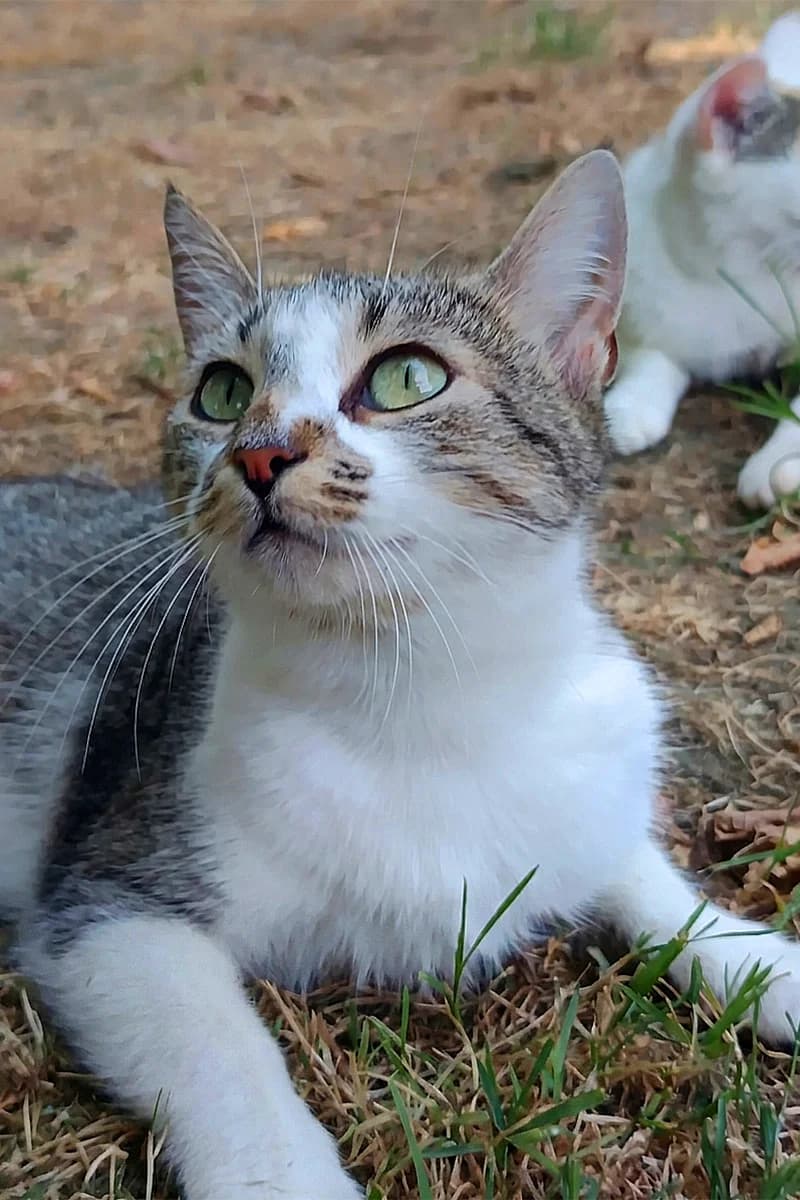 Annabelle, female young Mixed Breed for adoption at Aid Animaux 44, Châteaubriant