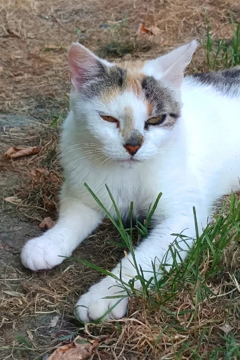 Arianne, female young Mixed Breed for adoption at Aid Animaux 44, Châteaubriant