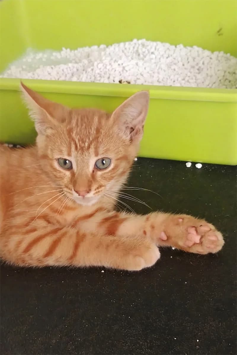 Baki, male puppy Mixed Breed for adoption at Aid Animaux 44, Châteaubriant