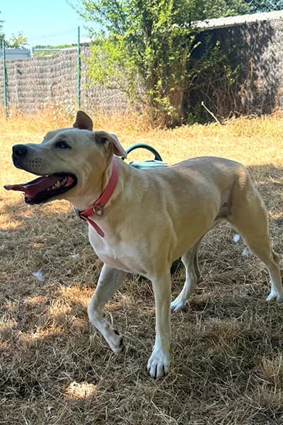 Nymeria, female young Labrador Retriever for adoption at Aid Animaux 44, Châteaubriant