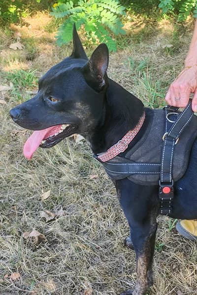 Kaiser, male young Staffordshire Bull Terrier for adoption at Aid Animaux 44, Châteaubriant