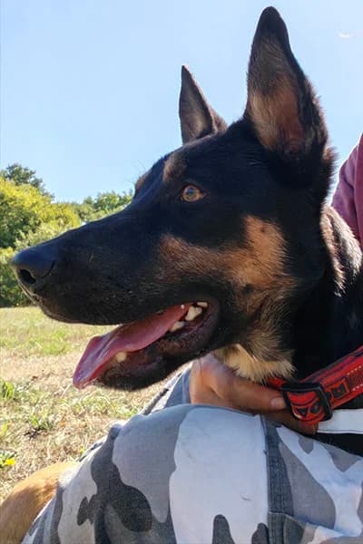 Balthazar, male young Mixed Breed for adoption at Aid Animaux 44, Châteaubriant