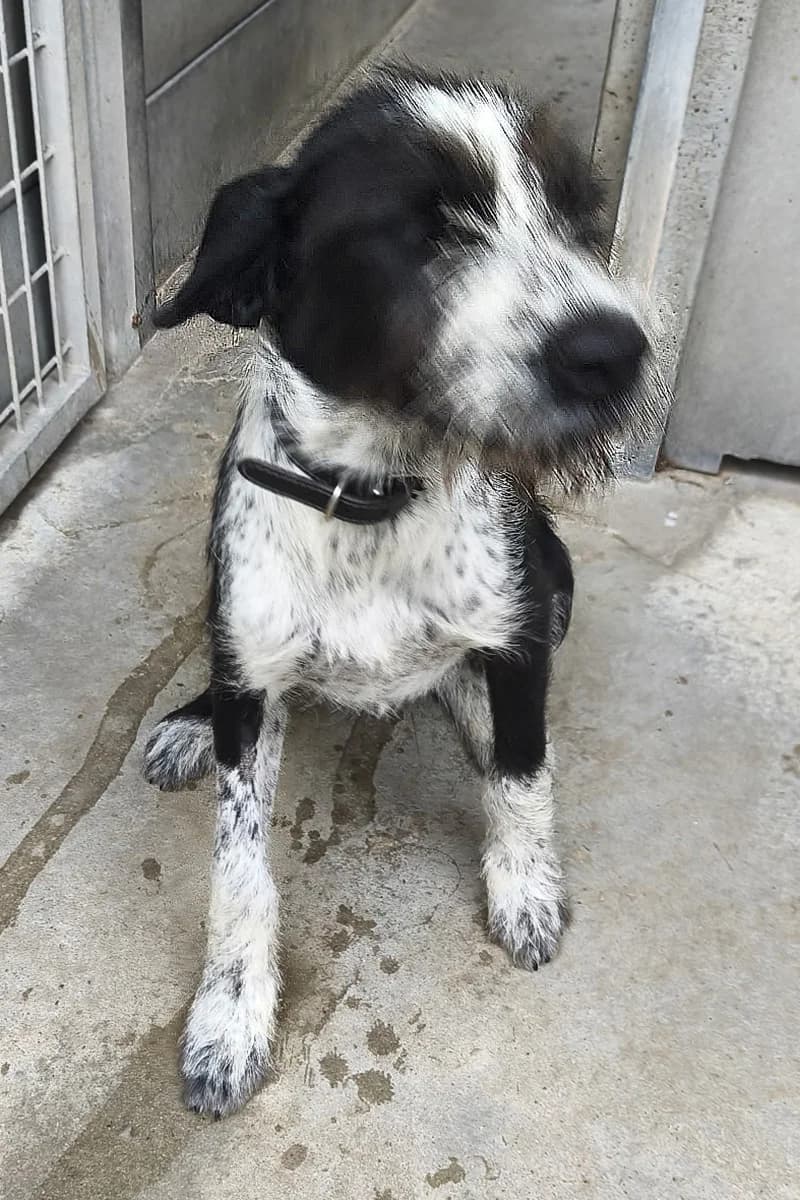 Bohème, female senior Mixed Breed for adoption at Aid Animaux 44, Châteaubriant