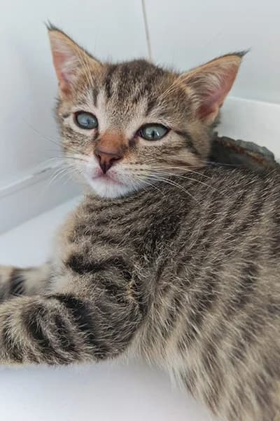 Bandy, male puppy Mixed Breed for adoption at Aid Animaux 44, Châteaubriant
