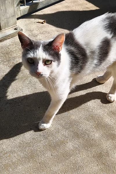 Toucan, male 4yo European Shorthair for adoption at Aid Animaux 44, Châteaubriant