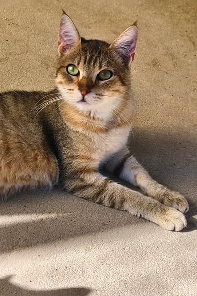 Ubert, male 3yo European Shorthair for adoption at Aid Animaux 44, Châteaubriant