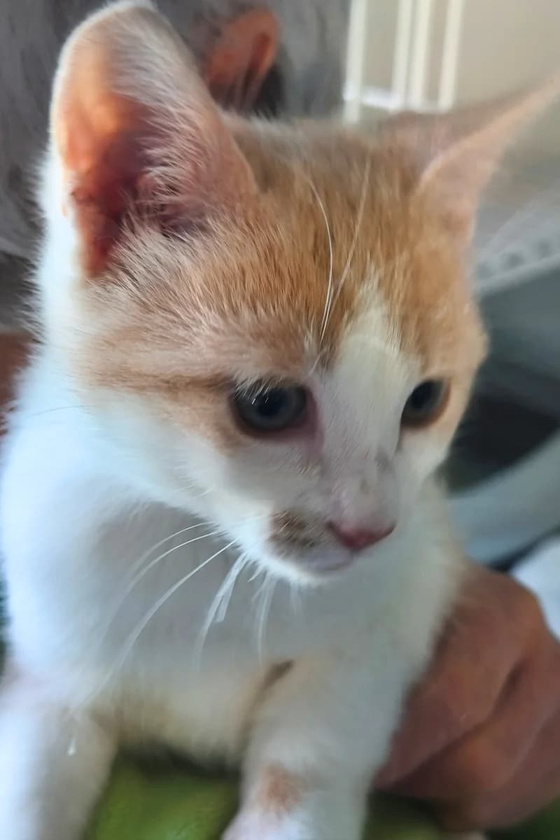 Bretzel, male puppy Mixed Breed for adoption at Aid Animaux 44, Châteaubriant