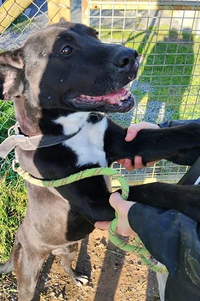 Malia, female senior Labrador Retriever for adoption at Aid Animaux 44, Châteaubriant