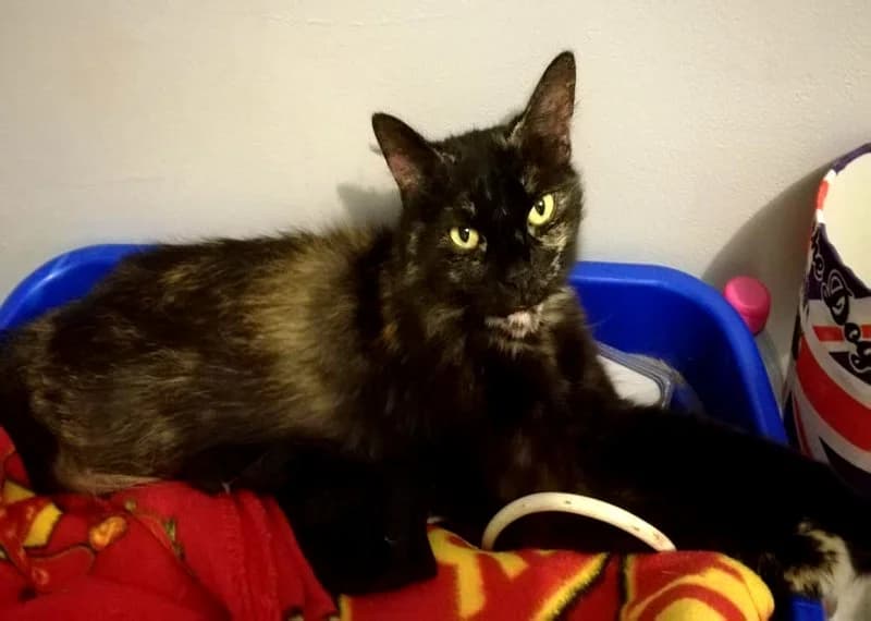 OBADE, female senior Mixed Breed for adoption at Les Ailes de Mitzie, Hermies