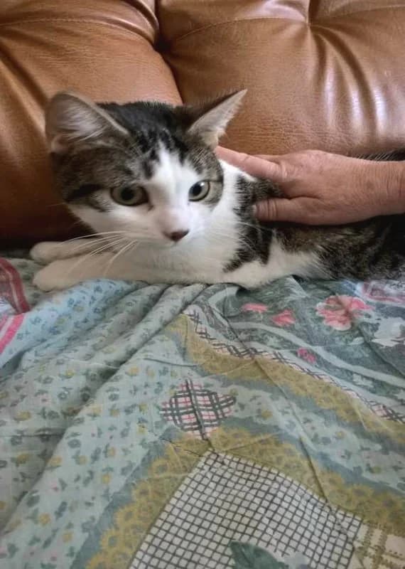 PUPUCE, female senior Mixed Breed for adoption at Les Ailes de Mitzie, Hermies