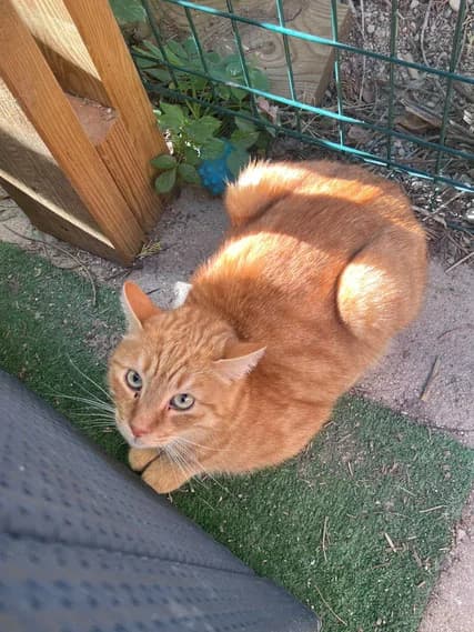 Navet, male 5yo Mixed Breed for adoption at A.I.M.A.A. - Refuge d, Épernay cedex