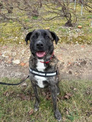Oslo, male 4yo Mixed Breed for adoption at A.I.M.A.A. - Refuge d, Épernay cedex