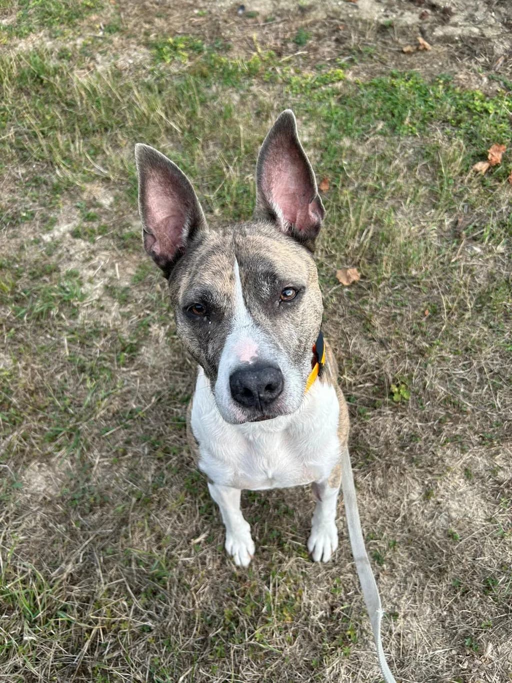 Pepsi, male 7yo Mixed Breed for adoption at A.I.M.A.A. - Refuge d, Épernay cedex