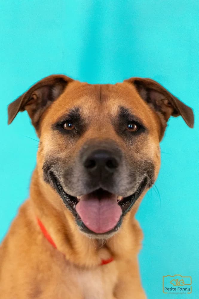 Raiko, male 6yo Mixed Breed for adoption at A.I.M.A.A. - Refuge d, Épernay cedex
