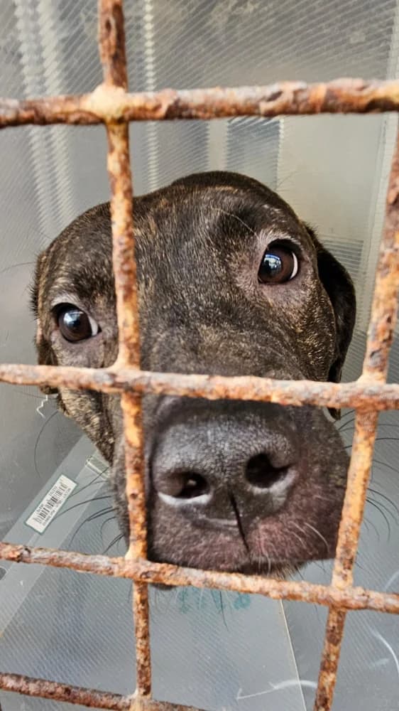 Zeus, male puppy Mixed Breed for adoption at A.I.M.A.A. - Refuge d, Épernay cedex