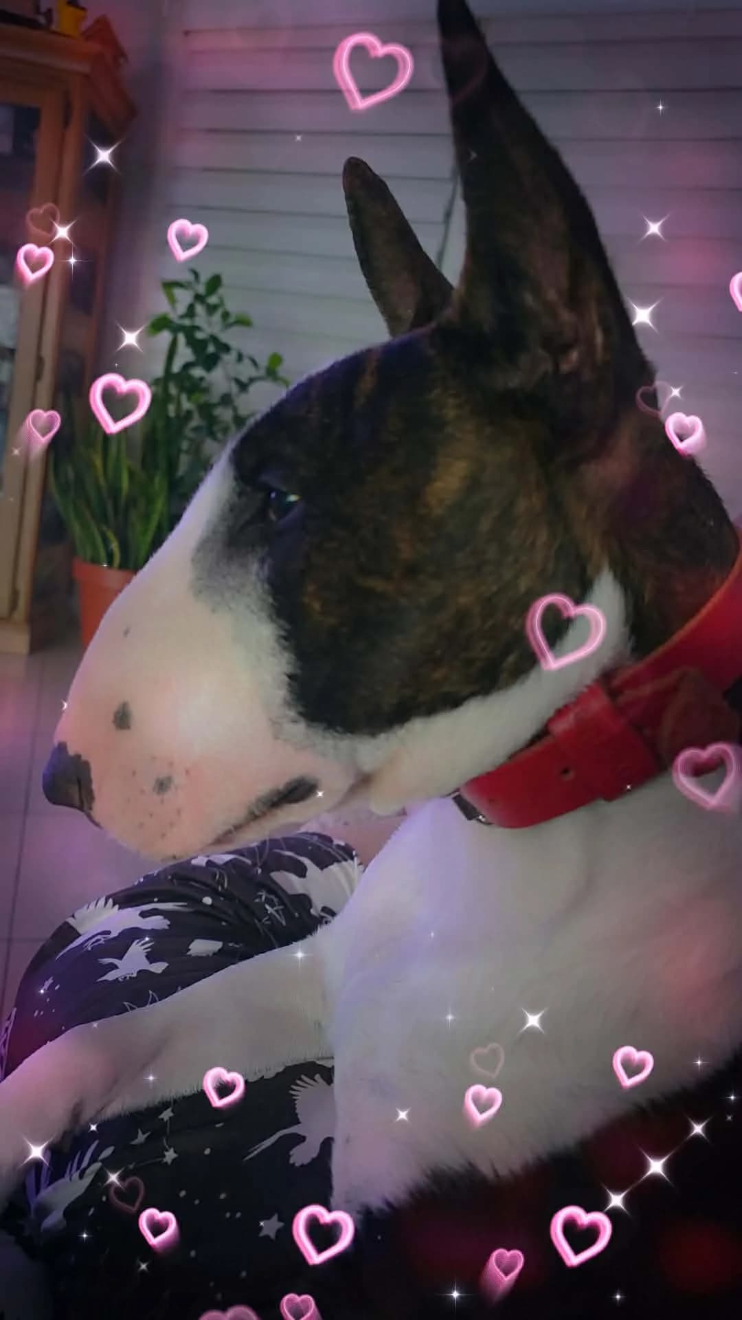 aia-250268781988xxx, female Mixed Breed for adoption at Alerte à Malibull