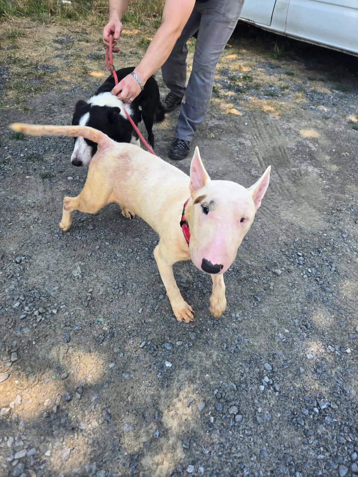 pirate-marcel-250269608305xxx, male Mixed Breed for adoption at Alerte à Malibull