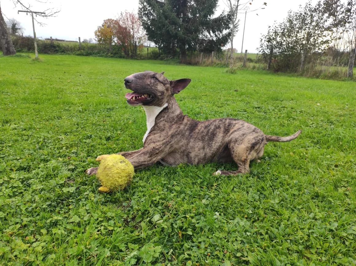 river-250268743237xxx-2, male Mixed Breed for adoption at Alerte à Malibull