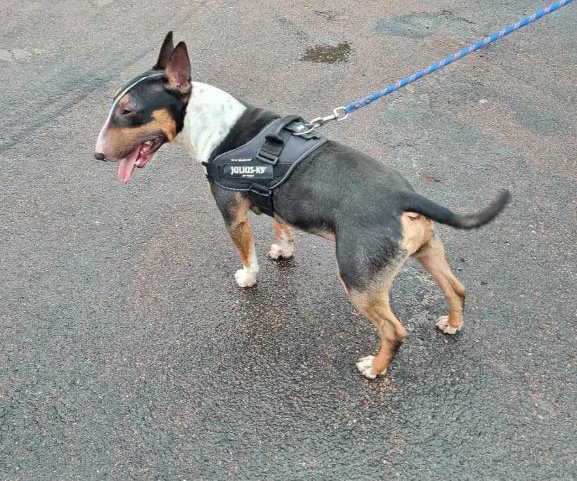 rocky-250268732734xxx, male Mixed Breed for adoption at Alerte à Malibull
