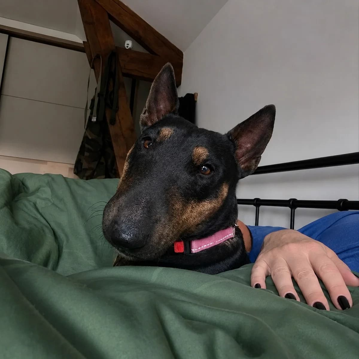skylla-250268743878xxx, female Mixed Breed for adoption at Alerte à Malibull