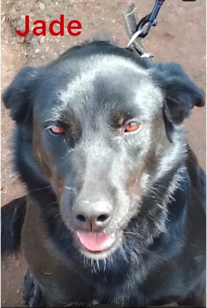 JADE-URGENT, female 4yo Mixed Breed for adoption at Alerte SOS Adoption, Paris